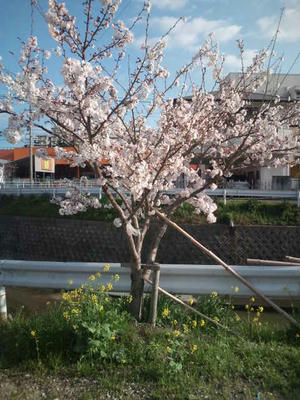 桜