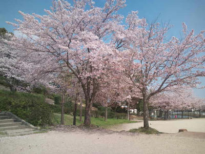 油山 桜