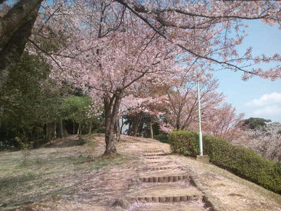 油山 桜