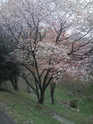油山 桜