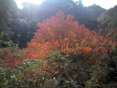 福岡市　油山 紅葉