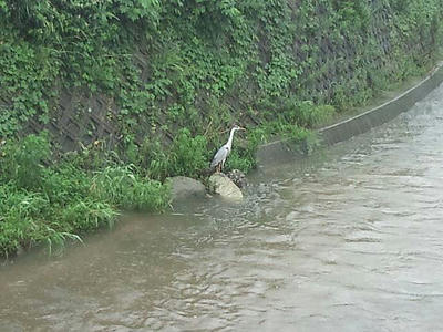 20140810台風11号川雨