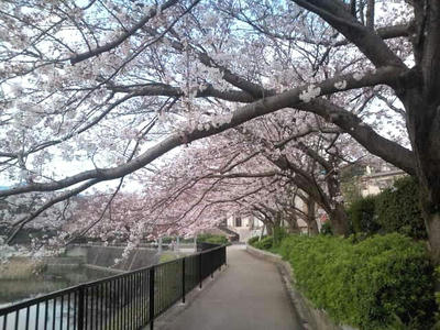 福岡市　桜　2015