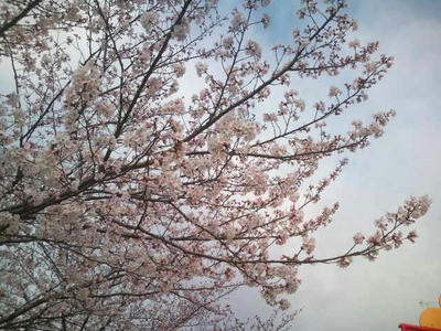 福岡市　桜　2015