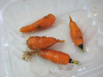 4923429a.jpg