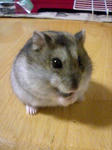 HI350017-0001.JPG