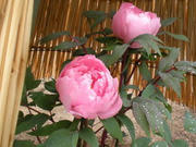 96e6720a.jpg