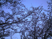 CA390325.JPG