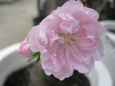 南京花モモ