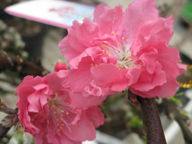 南京花モモ