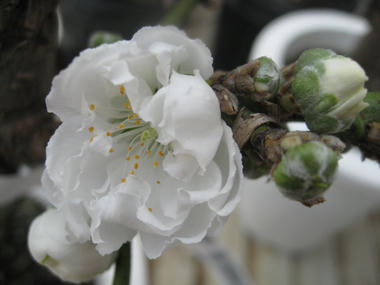 南京花モモ