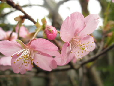 河津桜