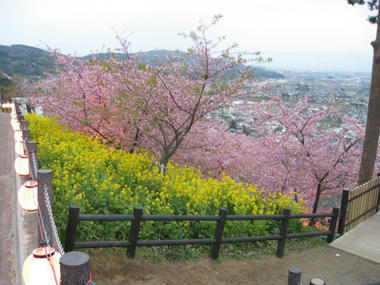 河津桜と菜の花　