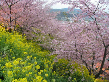 河津桜と菜の花　