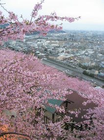 河津桜