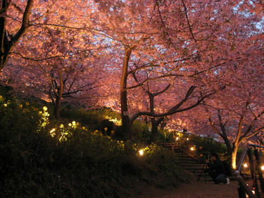 河津桜ライトアップ　