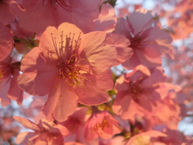河津桜