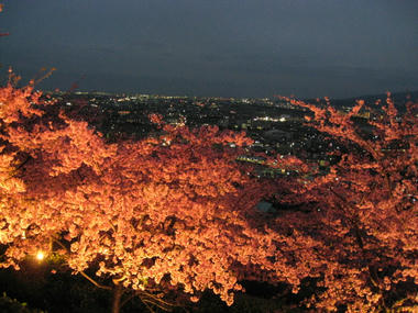 河津桜と夜空