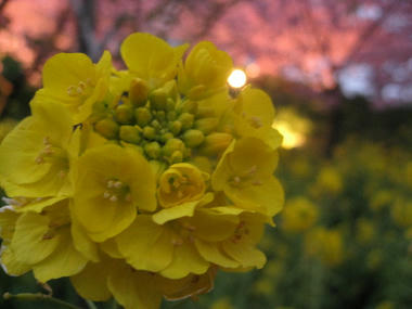 菜の花