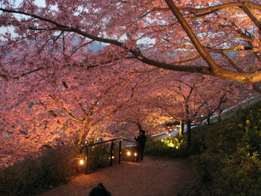 河津桜ライトアップ　