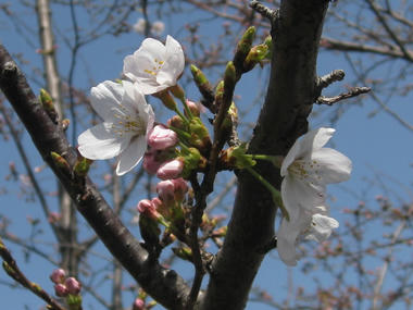 染井吉野