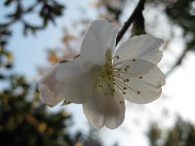 しだれ桜