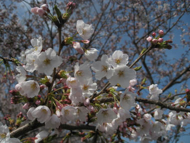 染井吉野