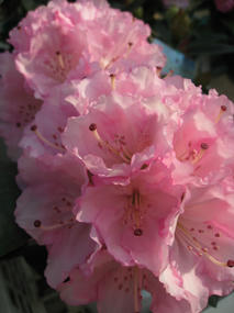 西洋シャクナゲ　桜狩り