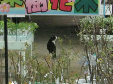 ネコ