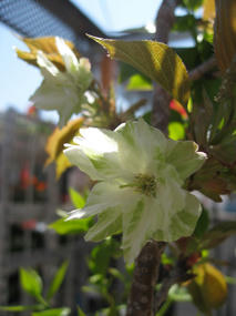 黄桜　ウコン