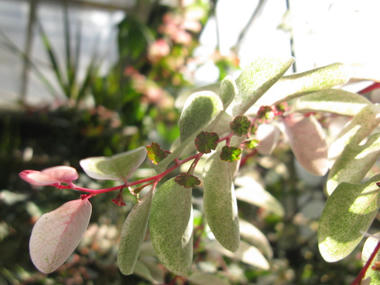 洋種コバンノキ　花
