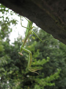 カマキリ