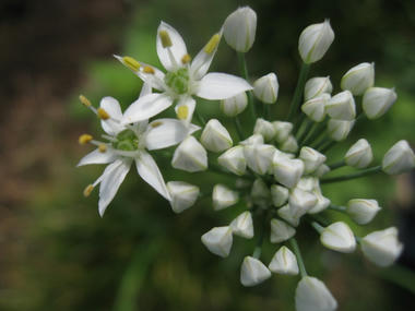 ニラの花