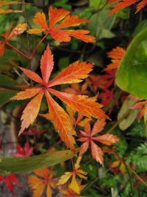 紅葉