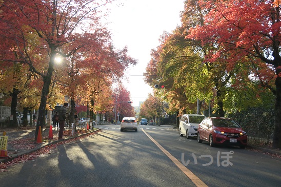 北千里　紅葉　20151128
