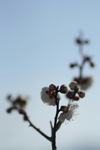 _MG_0803.jpg