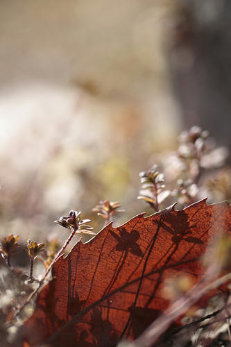 _MG_0911.jpg