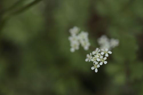 _MG_2102.jpg