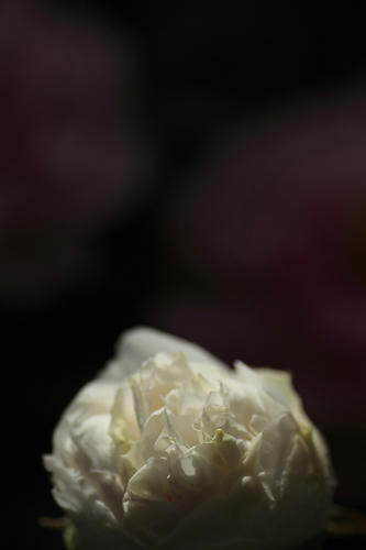 _MG_2504.jpg