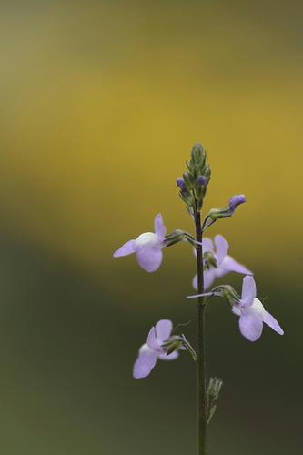 _MG_2757.jpg