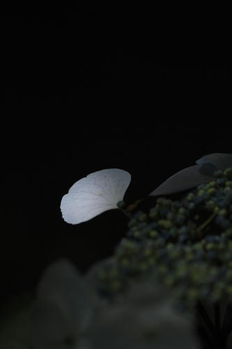 _MG_3041.jpg