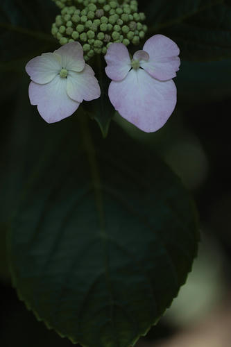 _MG_3072.jpg