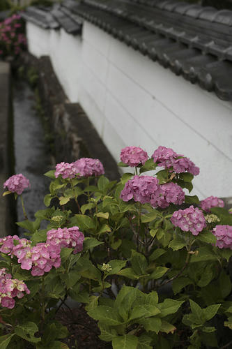 _MG_3528.jpg