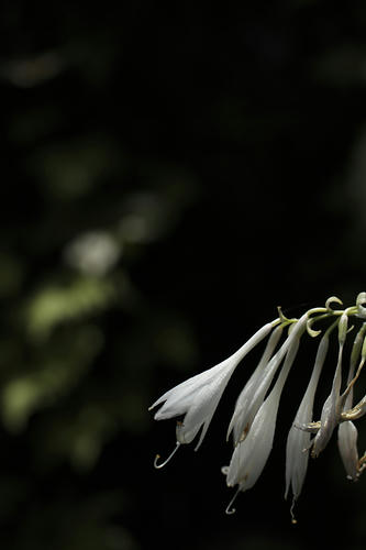 _MG_3620.jpg