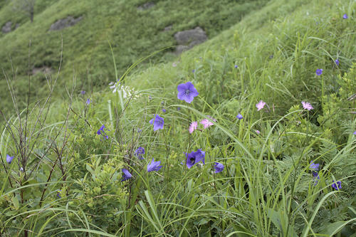 _MG_3917.jpg