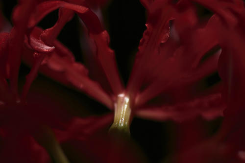 _MG_4343.jpg