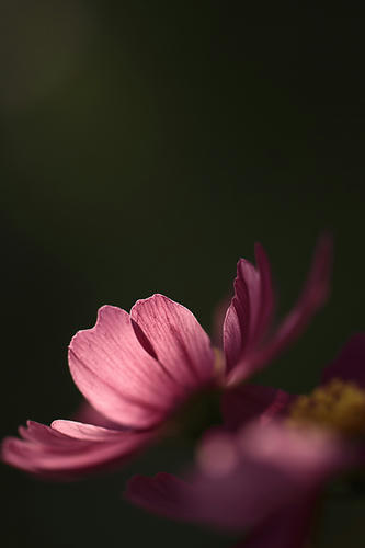 _MG_4853.jpg