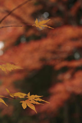 _MG_5233.jpg