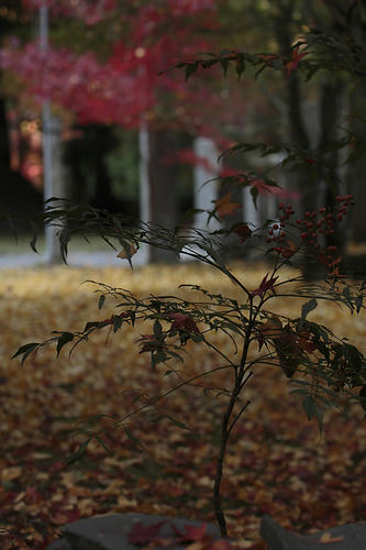 _MG_5493.jpg