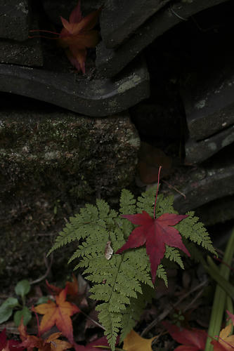 _MG_5497.jpg